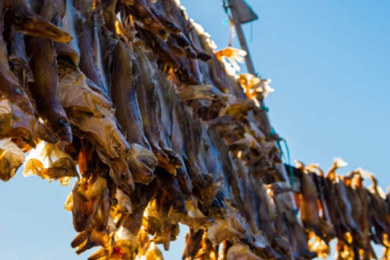 Boat Shuttle from Ilimanaq to Ilulissat | Ilulissat | Disko Bay - Image 9
