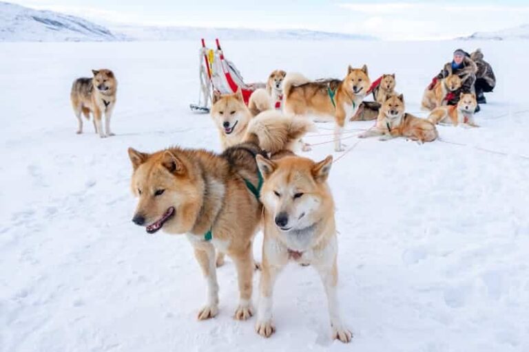 Ilulissat's Vintervidundere | Diskobugten - Billede 4