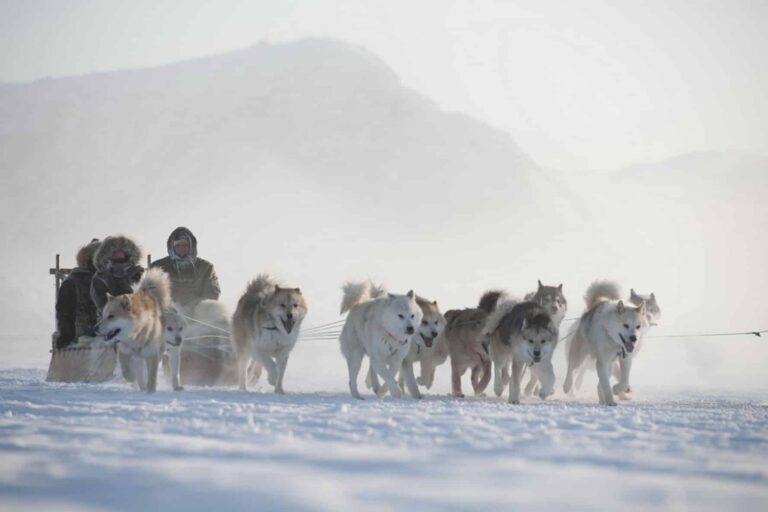 Ilulissat's Vintervidundere | Diskobugten - Billede 7