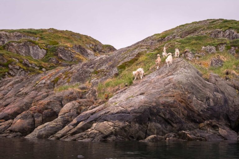 Private Halibut & Antlantic Wolffish Fishing | Sisimiut - Image 8