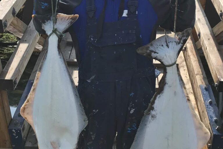 Private Halibut & Antlantic Wolffish Fishing | Sisimiut - Image 11