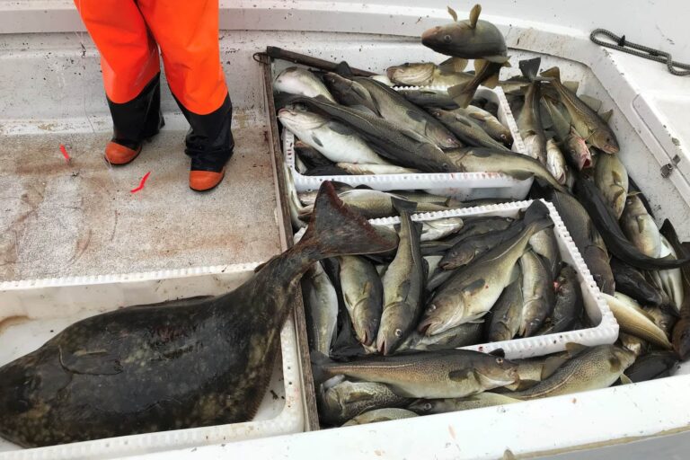 Private Halibut & Antlantic Wolffish Fishing | Sisimiut - Image 4