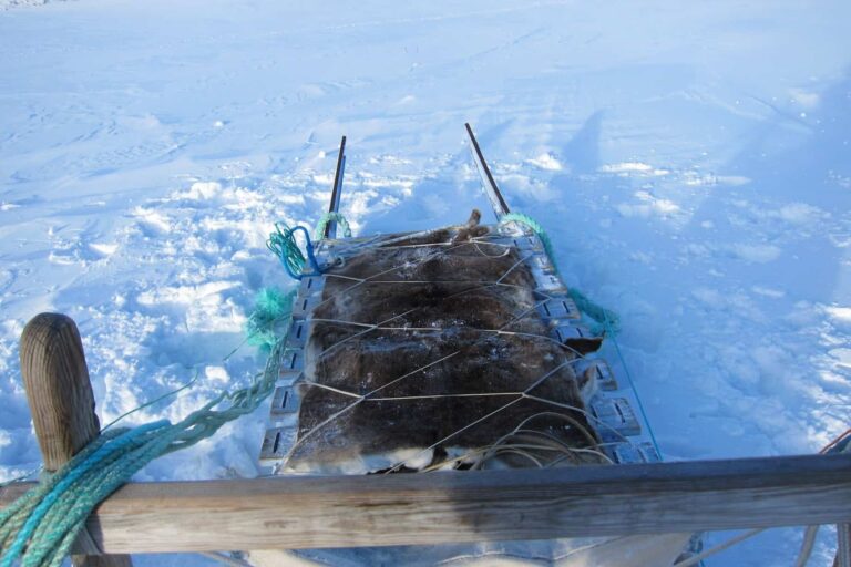 Dog sledding expedition | Kangerlussuaq to Sisimiut | West Greenland - Image 11