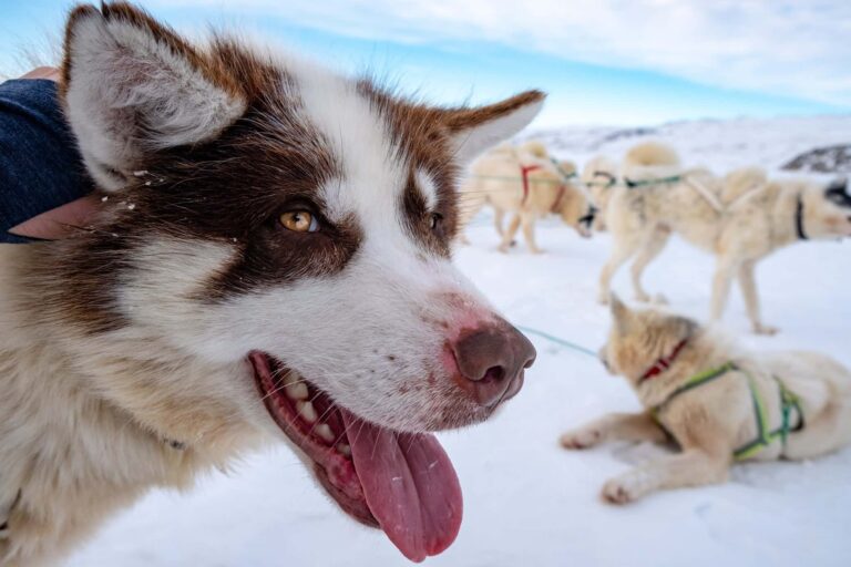 Dog sledding expedition | Kangerlussuaq to Sisimiut | West Greenland - Image 3