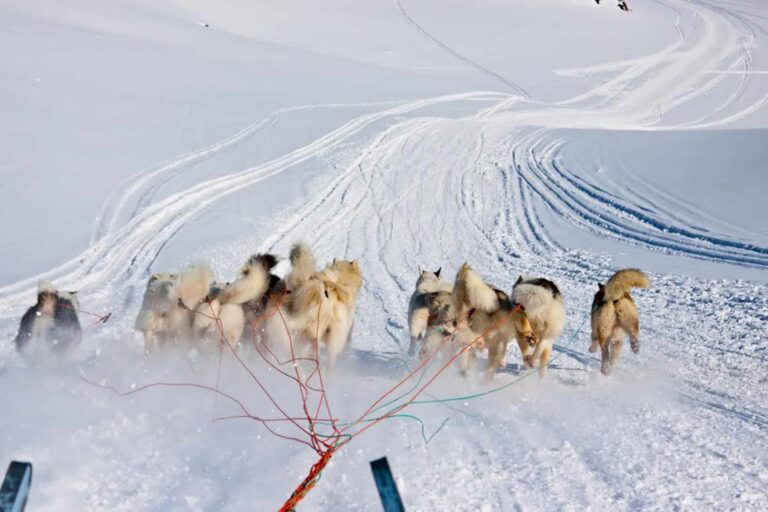 Dog sledding expedition | Kangerlussuaq to Sisimiut | West Greenland - Image 5