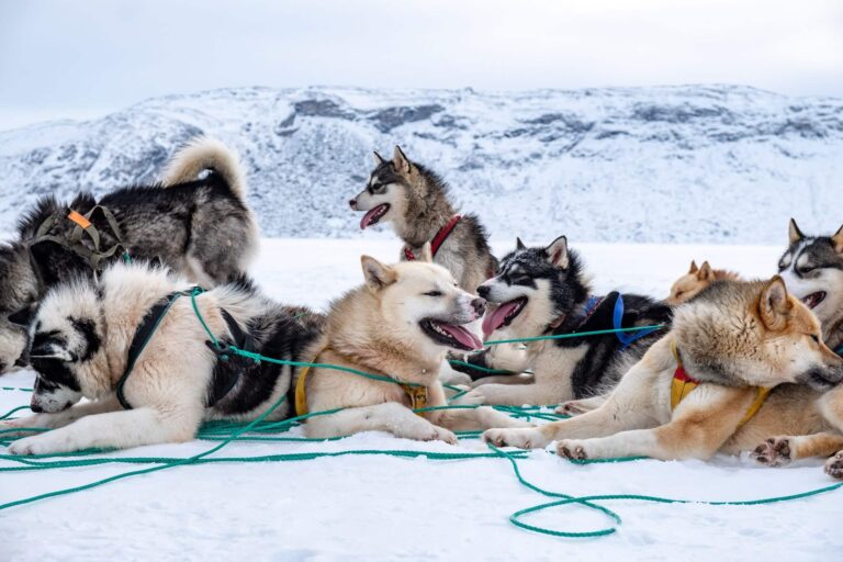 Dog sledding expedition | Kangerlussuaq to Sisimiut | West Greenland - Image 7