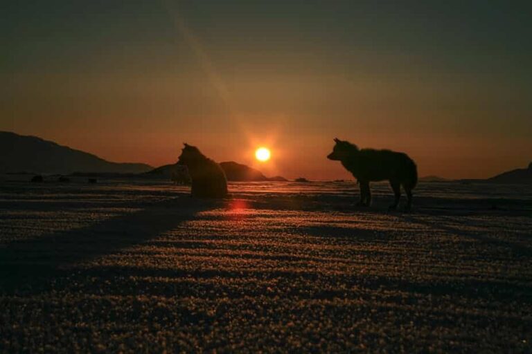 Traditional Inuit dogsled expedition | Uummannaq | North Greenland - Image 14