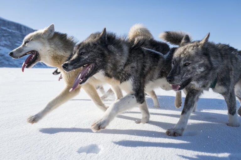 Traditional Inuit dogsled expedition | Uummannaq | North Greenland - Image 17