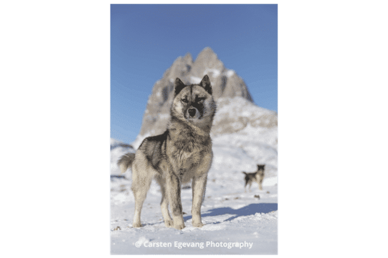 Dogsled expedition to settlements |5 days| Uummannaq | North Greenland - Image 12