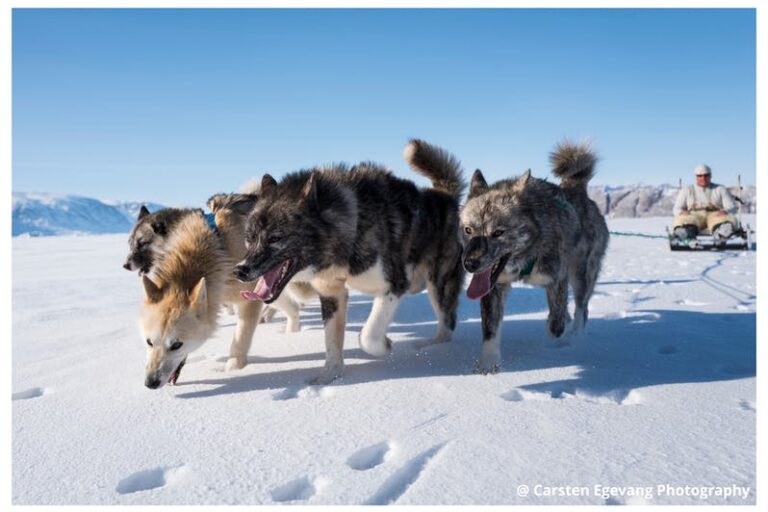 Dogsled expedition to settlements |5 days| Uummannaq | North Greenland - Image 3