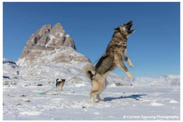 Dogsled expedition to settlements |5 days| Uummannaq | North Greenland - Image 10