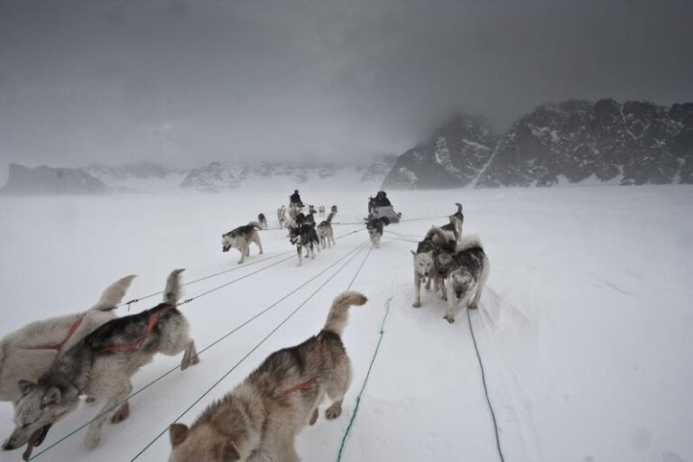 Dogsled Exploration of Liverpool Land | Ittoqqortoormiit | East Greenland - Image 8