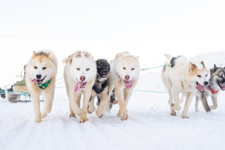 Dogsled tour | Ilulissat | Disko bay - Image 2