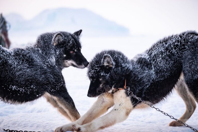 Dogsled tour | Ilulissat | Disko bay - Image 4