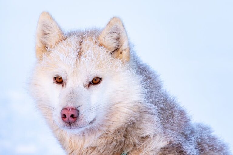 Dogsled tour | Ilulissat | Disko bay - Image 6