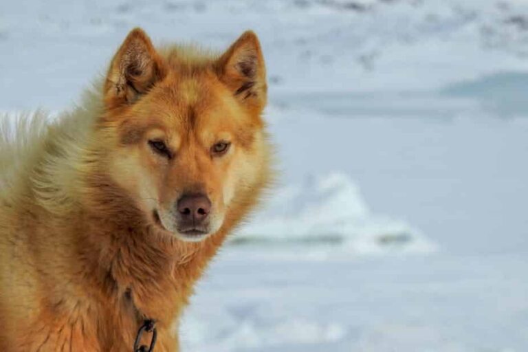 Dogsled tour | Ilulissat | Disko bay - Image 9