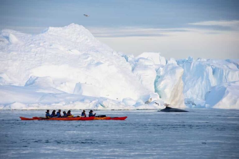 Abendliche Kajaktour zwischen Eisbergen | Ilulissat | Disko Bay - Image 4