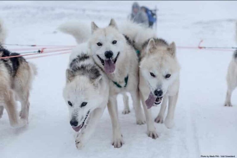 Expedition on Dogsled | 2 Days | Ilulissat - Image 8
