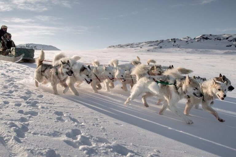 Expedition on Dogsled | 2 Days | Ilulissat - Image 7