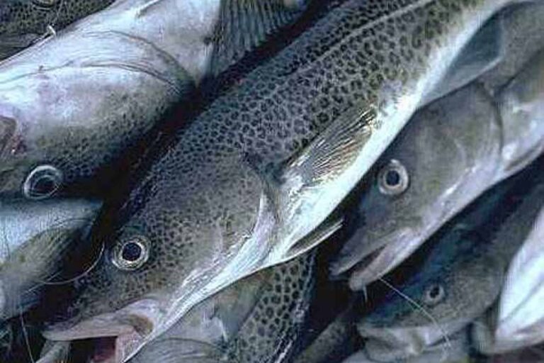 Fisketur - Torsk | Nuuk - Billede 6