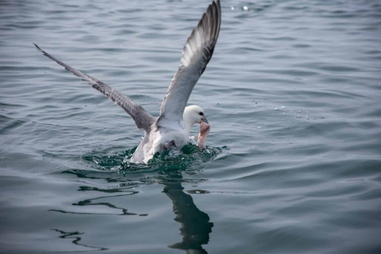 Fisketur | Ilulissat | Diskobugten - Billede 13