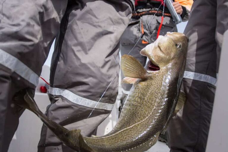 Fisketur | Ilulissat | Diskobugten - Billede 4