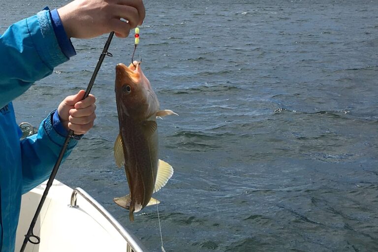 Fisketur | Ilulissat | Diskobugten - Billede 9