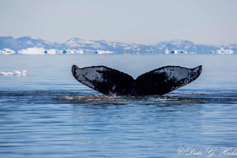 Fjord Excursion | Powerboat Ride | Nuuk - Image 8