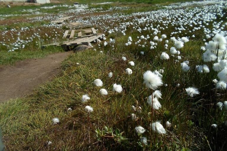 Indgangen Til Østgrønland | Kulusuk & Tasiilaq | Østgrønland - Billede 8