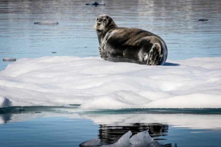 Glacier Adventure by boat | Tasiilaq | East Greenland - Image 4