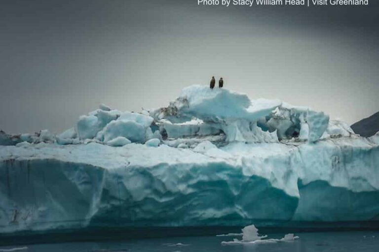 Gletsjer Cruise | Qaqortoq | Sydgrønland - Billede 3