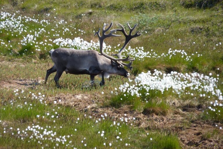 Grand Sightseeing Adventure | Kangerlussuaq | West Greenland - Image 3