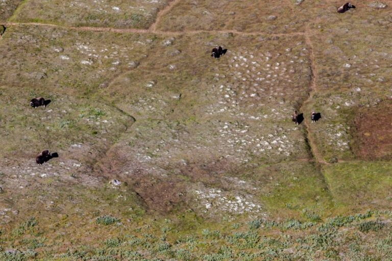 Greenland Icecap & Blue Lakes | Kangerlussuaq - Image 11