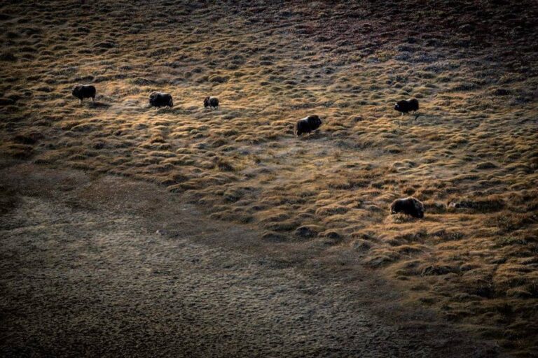 Greenland Icecap & Blue Lakes | Kangerlussuaq - Image 5