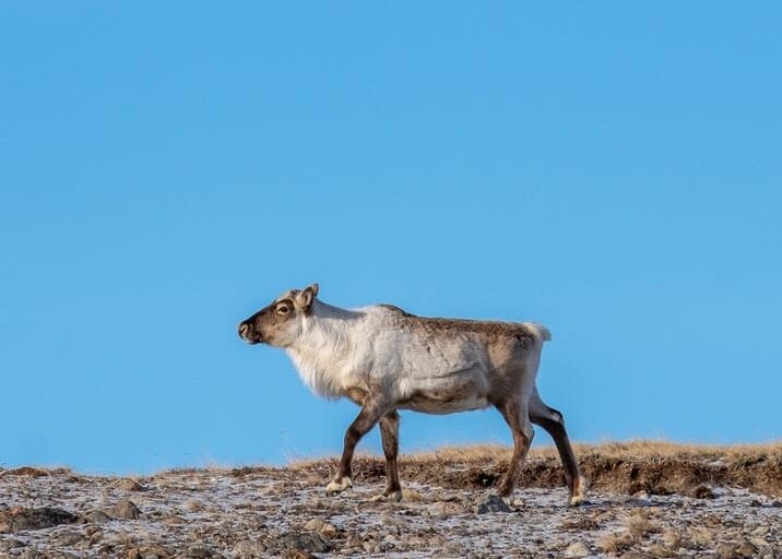 Tur til Indlandsisen | Punkt 660 | Kangerlussuaq - Billede 5