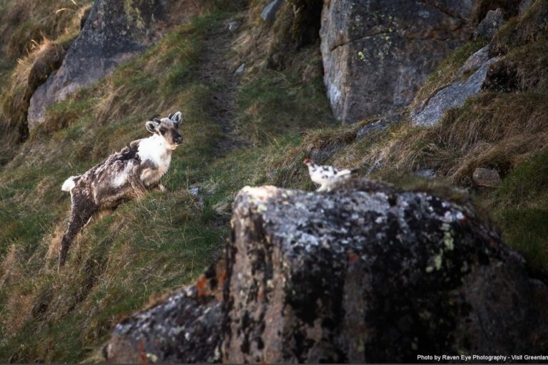 Tur til Indlandsisen | Punkt 660 | Kangerlussuaq - Billede 9