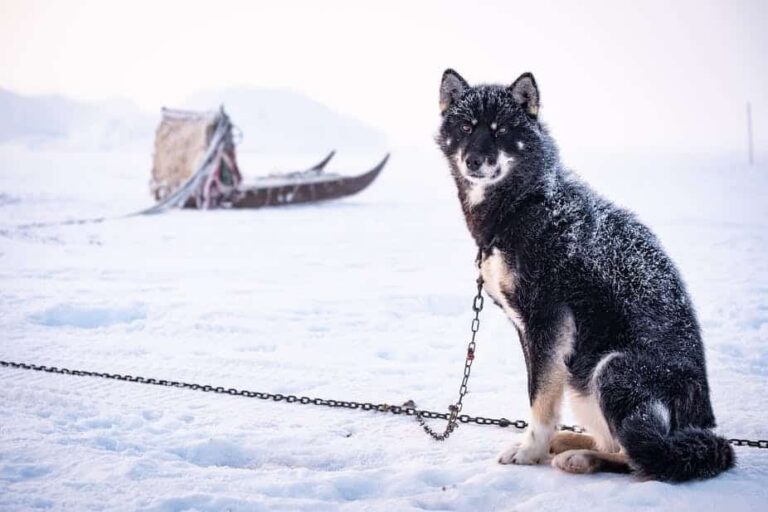 Highlights of the Arctic winter in 5 days | Ilulissat | Disko Bay - Image 4