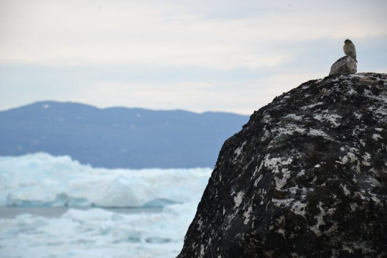 Hike Along The Icefjord | Ilulissat | Disko Bay - Image 5