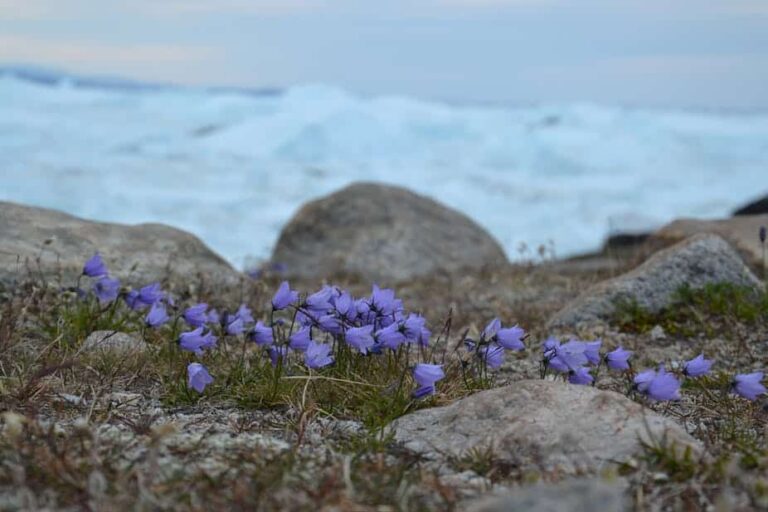 Hike Along The Icefjord | Ilulissat | Disko Bay - Image 6