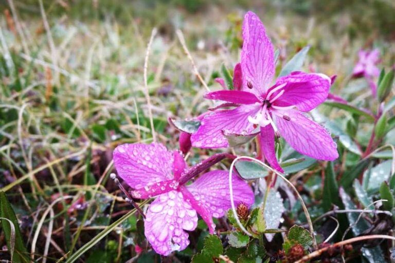 Hike among the Mountains | Nuuk - Image 6