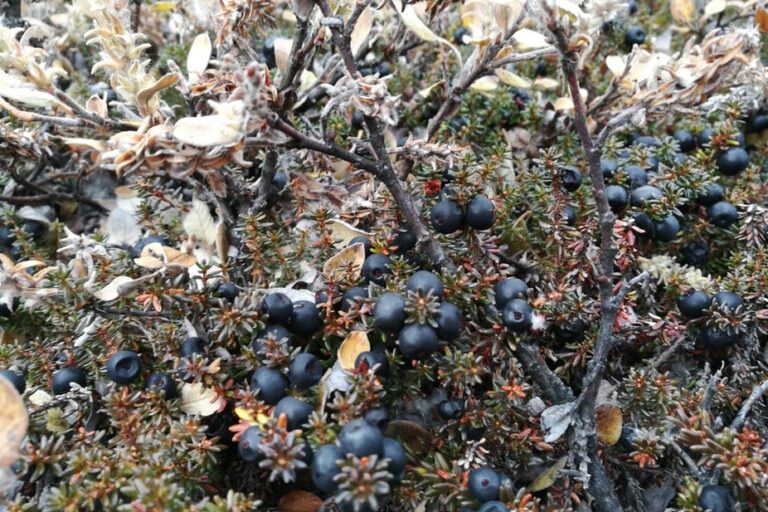 Hike among the Mountains | Nuuk - Image 7