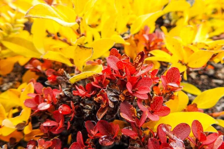 Hike among the Mountains | Nuuk - Image 8