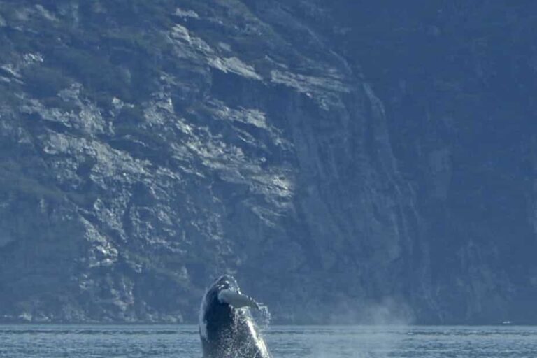 Geschlossene Boot Fjord-Abenteuer | Nuuk - Image 10
