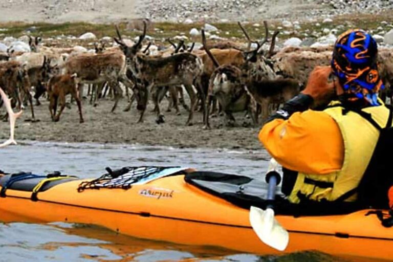 Kayak & Ice Hike | 8 Days | South Greenland - Image 4