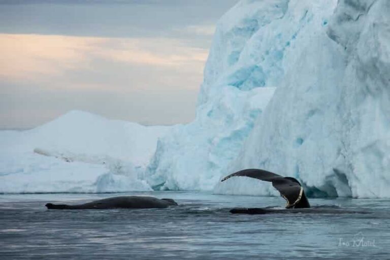 Open boat Midnight Cruise To Ilulissat Icefjord | Ilulissat | Disko Bay - Image 2
