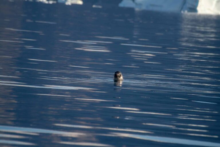 Midnight Sailing | Uummannaq | North Greenland - Image 3