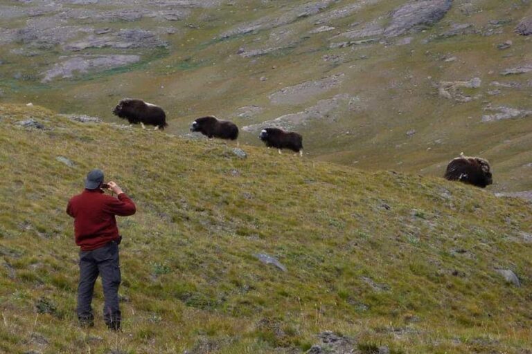 Musk Ox Hike | Kangerlussuaq | West Greenland - Image 2