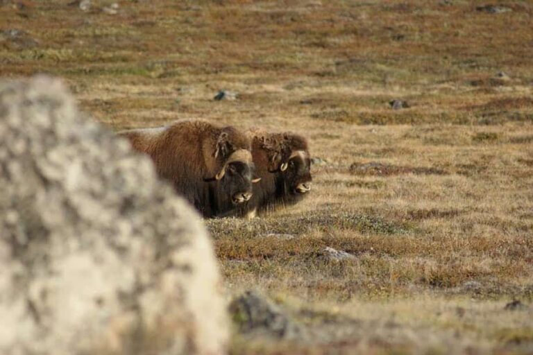 Musk Ox Hike | Kangerlussuaq | West Greenland - Image 3