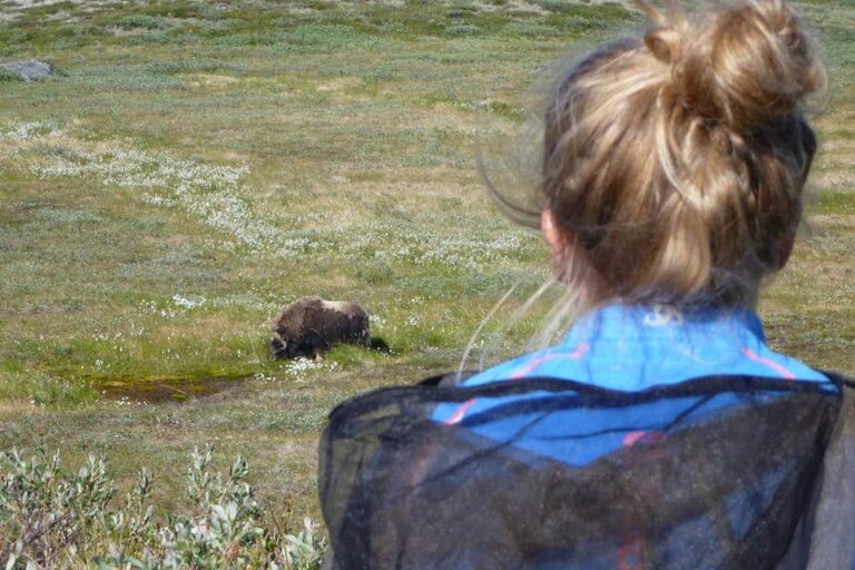 Musk Ox Hike | Kangerlussuaq | West Greenland - Image 14