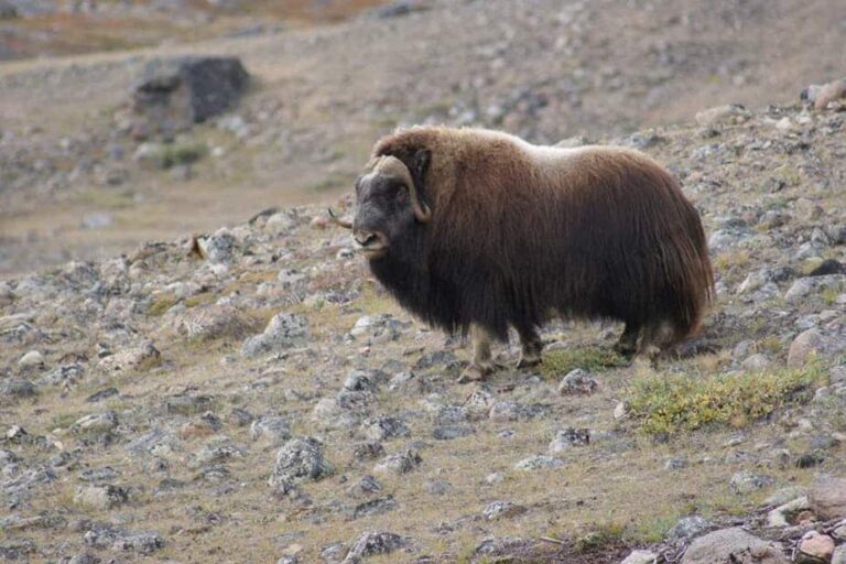 Musk Ox Hike | Kangerlussuaq | West Greenland - Image 16
